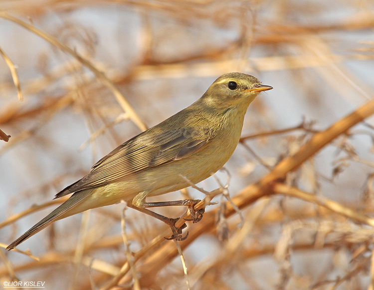 Willow Warbler  Phylloscopus trochilus   ,Beit Shean valley ,September 2010,Lior Kislev